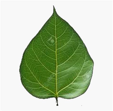 Transparent Peepal Leaf Png, Png Download - kindpng