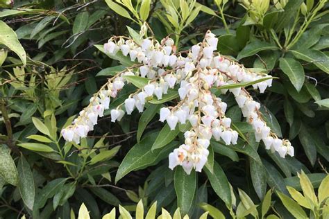 ANDROMEDA, Pieris – Gardening History – Planting A-Z