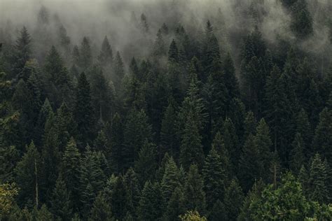 #Trees #Green #Fog #Forest #Shroud Top view #5K #wallpaper #hdwallpaper ...