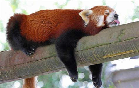 Download Cute Red Panda Sleeping On Bamboo Picture | Wallpapers.com