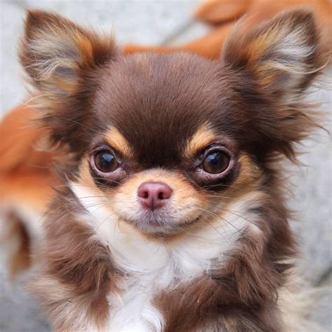 Chihuahua #chihuahua | Chihuahua puppies, Cute chihuahua, Dog breeds