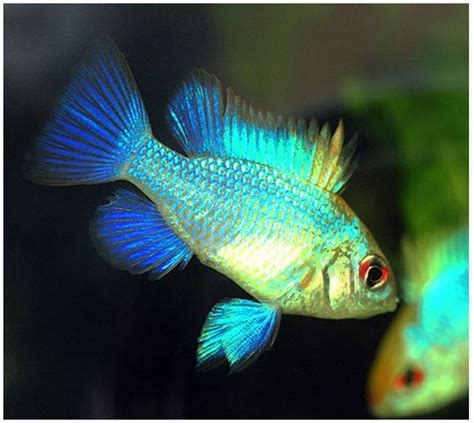 Dwarf Electric Blue Ram Cichlid | Arizona Aquatic Gardens