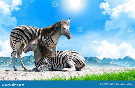 Zorse, a Zebra and Horse Hybrid. Equus Zebra X Equus Caballus Stock ...