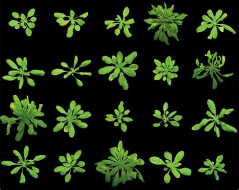 An Introduction to Cannabis Genetics, Part I - Cannabis Industry Journal