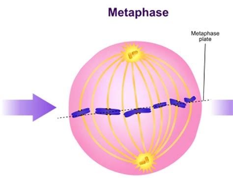 What is Mitosis? | Phases/Stages of Mitosis | Cell Division