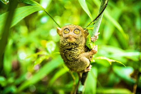 Philippine tarsier - Earth.com - Earth Image Gallery