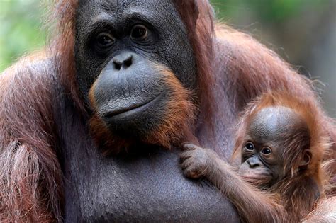 Baby Orangutan