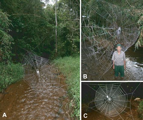 Web gigantism in Darwin's bark spider, a new species from Madagascar ...