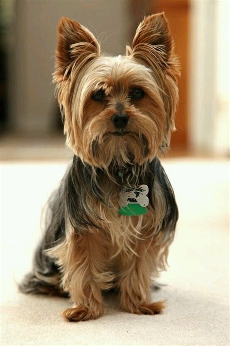 Pin by Lorena Amaro on Yorkies LOVE | Yorkie haircuts, Yorkie ...