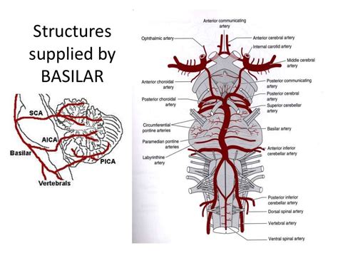 Posterior circulation stroke Syndromes