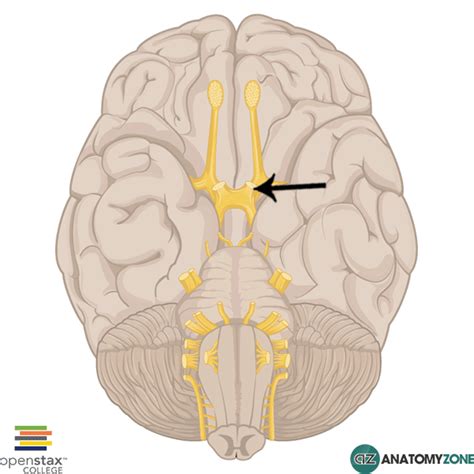 Optic Nerve - AnatomyZone