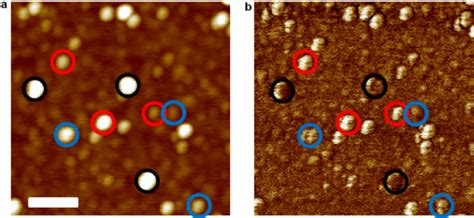 Mixture of ferritin, apoferritin molecules and gold nanoparticles (10 ...