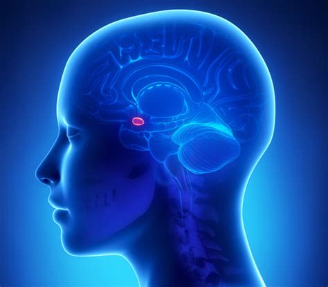 Pathways to Anxiety: The Amygdala