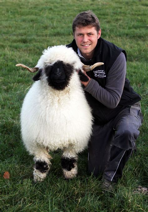 Valais Blacknose Sheep at Prendwick Farm which belong to Jamie Wood ...