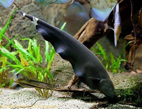 Black Ghost Knifefish | Arizona Aquatic Gardens