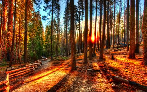 forest, Trees, Nature, Landscape, Tree Wallpapers HD / Desktop and ...