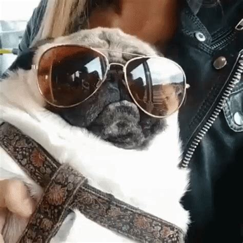 Funny Animals Pug Life GIF - FunnyAnimals PugLife Pug - Discover ...