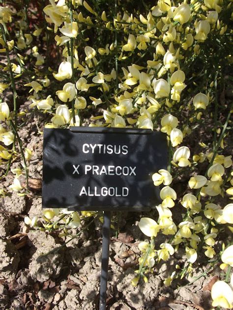 What ho Hidcote!: Sissinghurst plants