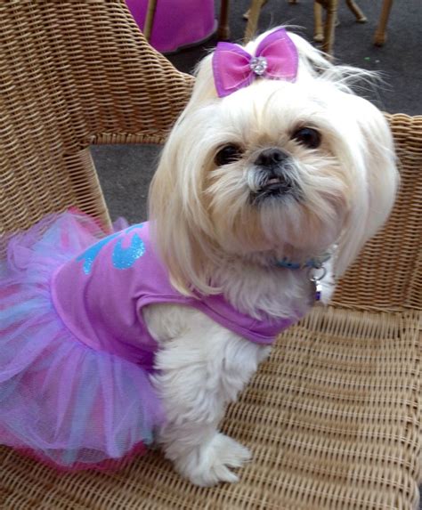 Purple Tutu dress | Shih tzu dog, Cute animals, Small dog breeds