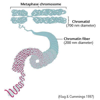 Supercoiling of DNA