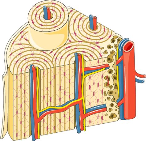 Osteon - Servier Medical Art