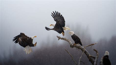 National Geographic unveils Pictures of the Year Photo Contest winners ...