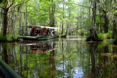 Swamp Tours in New Orleans 2025 - Rove.me