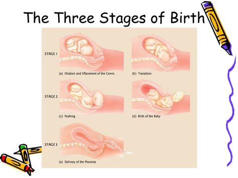 Stages Of Birth Diagram