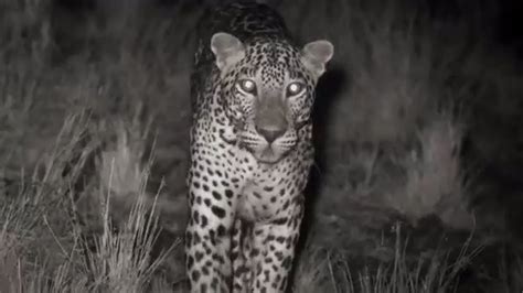 Leopard Kill Captured with Infrared Night Vision | Lands of the Monsoon ...