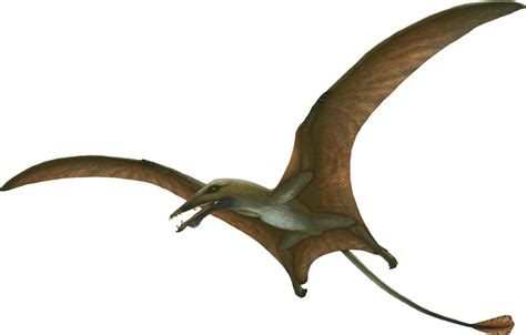 Eudimorphodon - Pteros