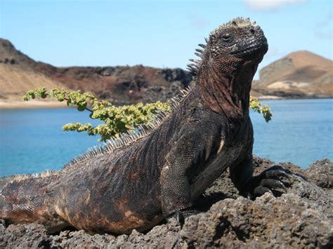 Marine Iguana Facts and Pictures