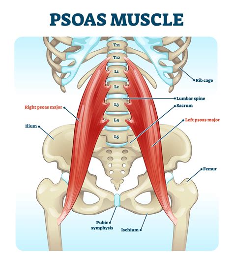 Iliopsoas - how and why to take care of psoas! | Iliopsoas, Psoas and ...