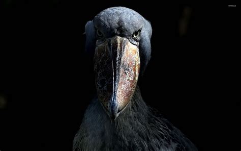 🔥 The Ironic Shoebill : r/NatureIsFuckingLit