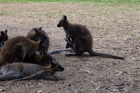 Wonderful Wallabies - Australia Photo (1003721) - Fanpop