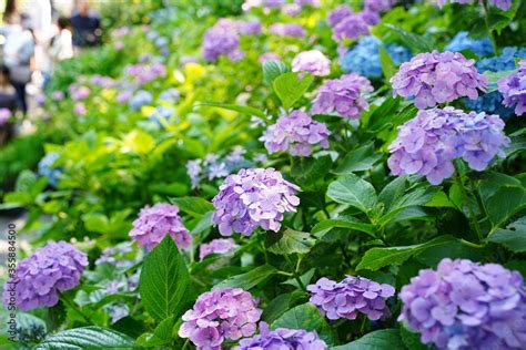 Purple hydrangea flowers are blooming beautifully at Hasedera temple in ...