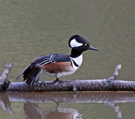 Pictures and information on Hooded Merganser