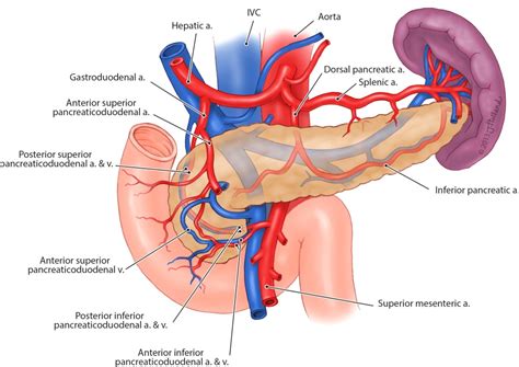 Pancreas Vascular Anatomy