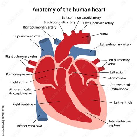 Heart Diagram Labeled