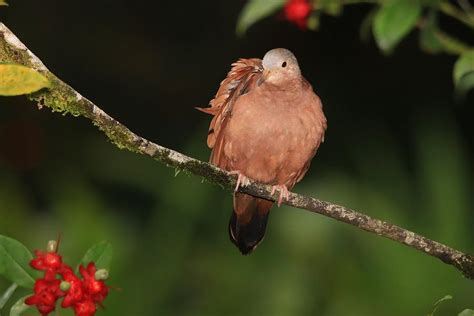 Ruddy Ground Dove Male Photograph by Marlin and Laura Hum | Pixels