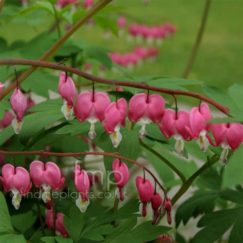 Plant Pictures: Dicentra spectabilis (Bleeding Heart, Dicentra)