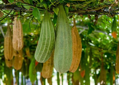 Luffa cylindrica / Luffa aegyptiaca / Cucurbita luffa / Momordica ...