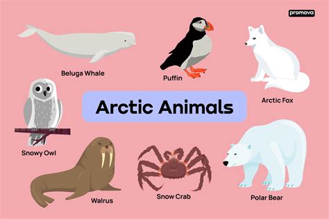 Vocabulary Of Animals That Live in the Arctic