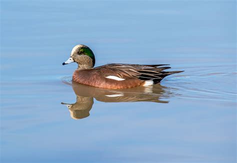 American Wigeon Duck Male Stock Photo - Download Image Now - iStock