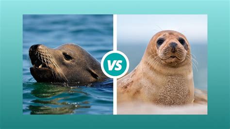 Sea Lion vs Seal: What is the difference? — Ocean Jewelry