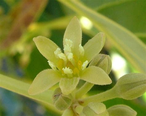 Growing avocados: flowering, pollination and fruit set | Department of ...