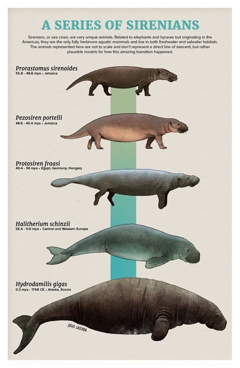 Dugong Vs Manatee Vs Sea Cow