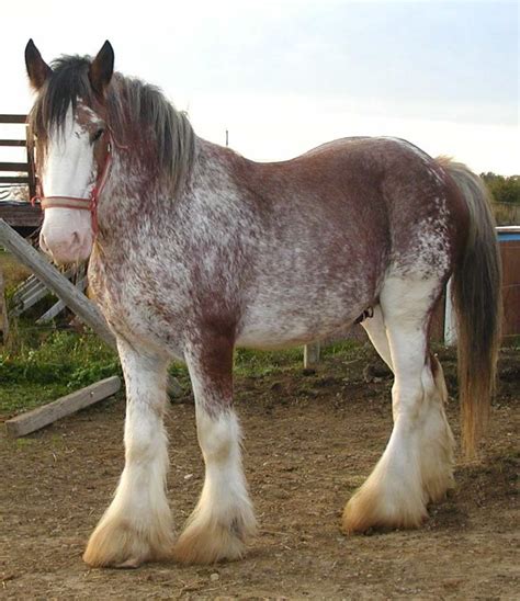 The 25+ best Clydesdale horses for sale ideas on Pinterest