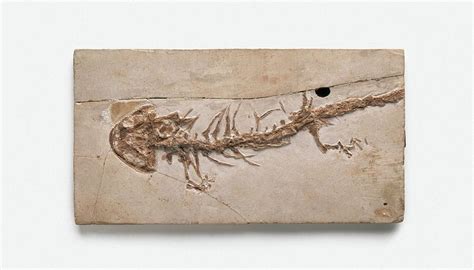 Giant Salamander Fossil Photograph by Dorling Kindersley/uig