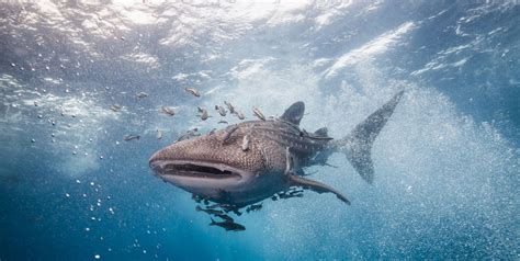 Actions for the protection and conservation of the Whale Shark - Carlos ...