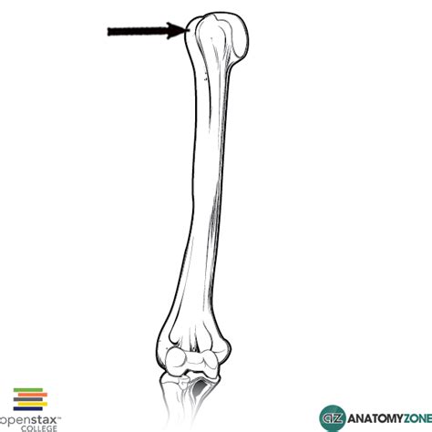 Greater Tubercle of Humerus - AnatomyZone